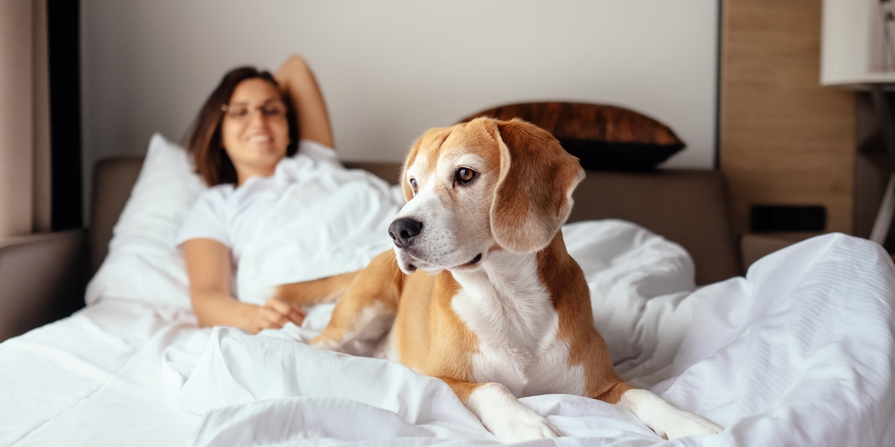 Pet Friendly Hotels Where Pets Stay Free