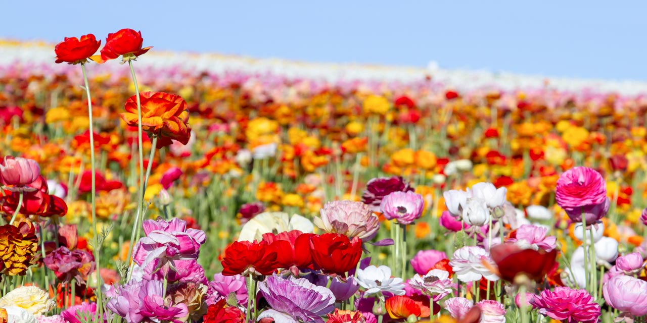 The Flower Fields at Carlsbad Are an Instagram Dream