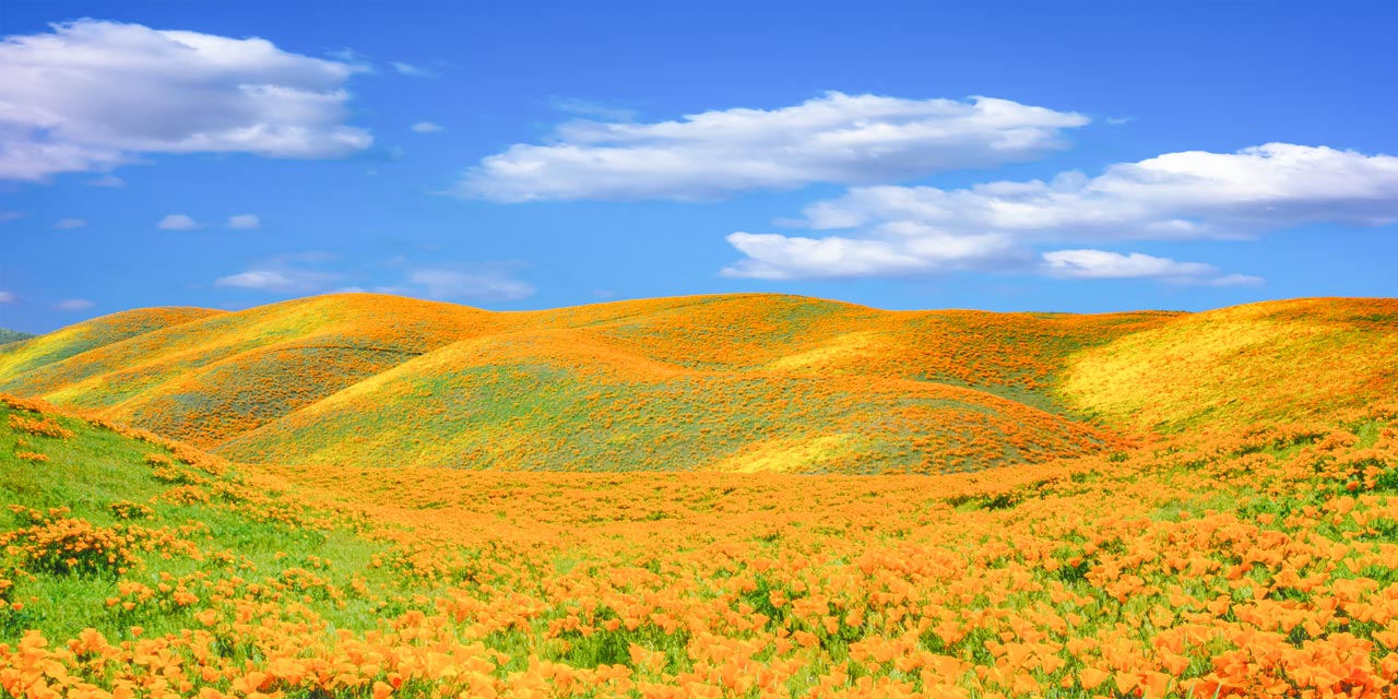 Where and How to Enjoy California Wildflowers in 2023 | Visit