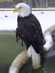 Big Bear Alpine Zoo – Bald Eagle Info