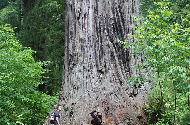 Humboldt County - Explore Redwood National Park