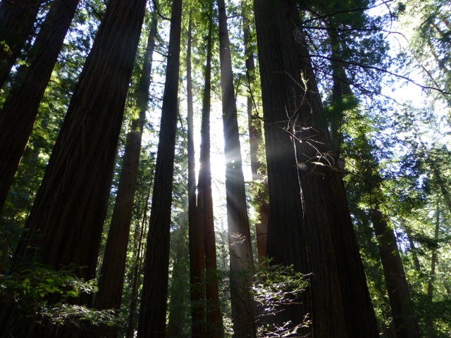 Top 10 Tips for  Visiting Muir Woods