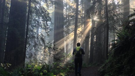 Parques nacionales y estatales de Redwood