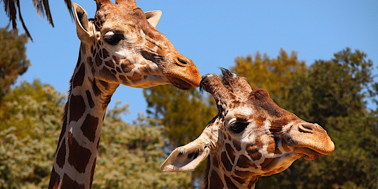 Oakland Zoo - The Oakland Athletics are here for their