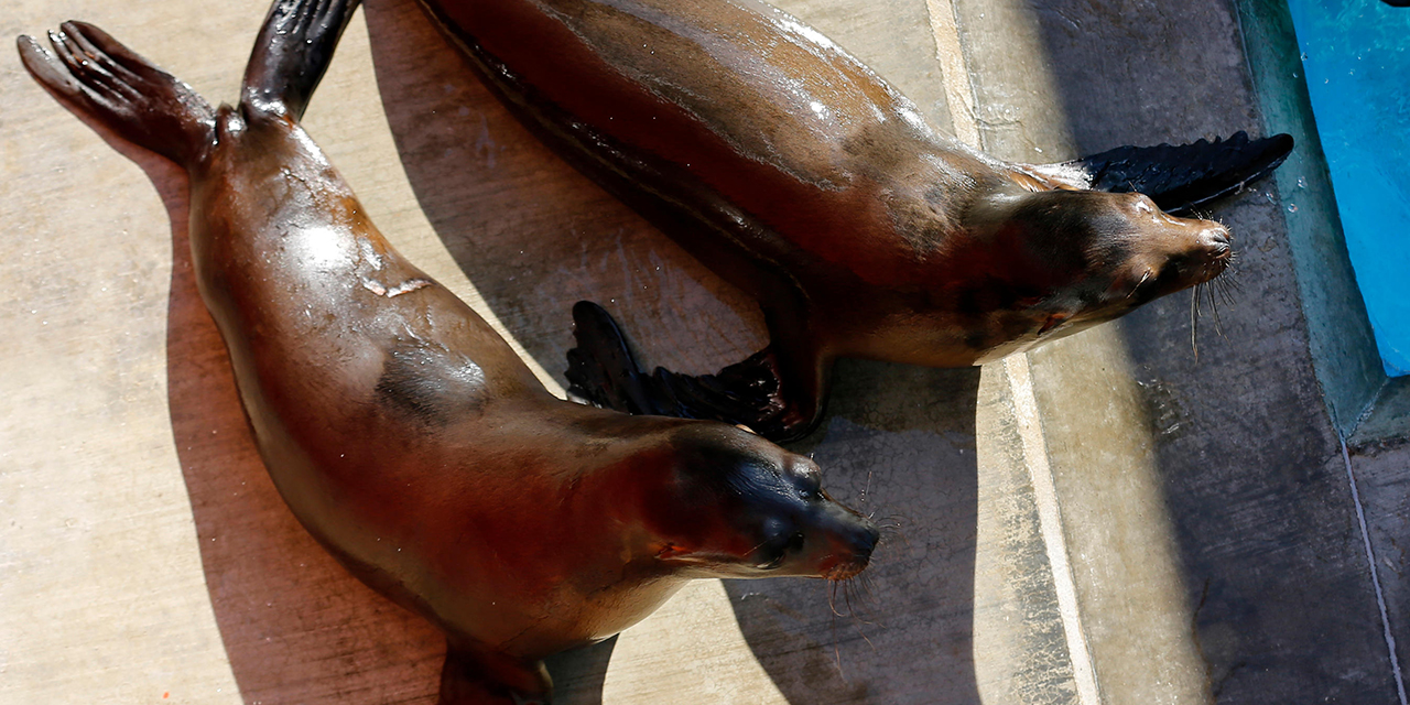 Home  The Marine Mammal Center