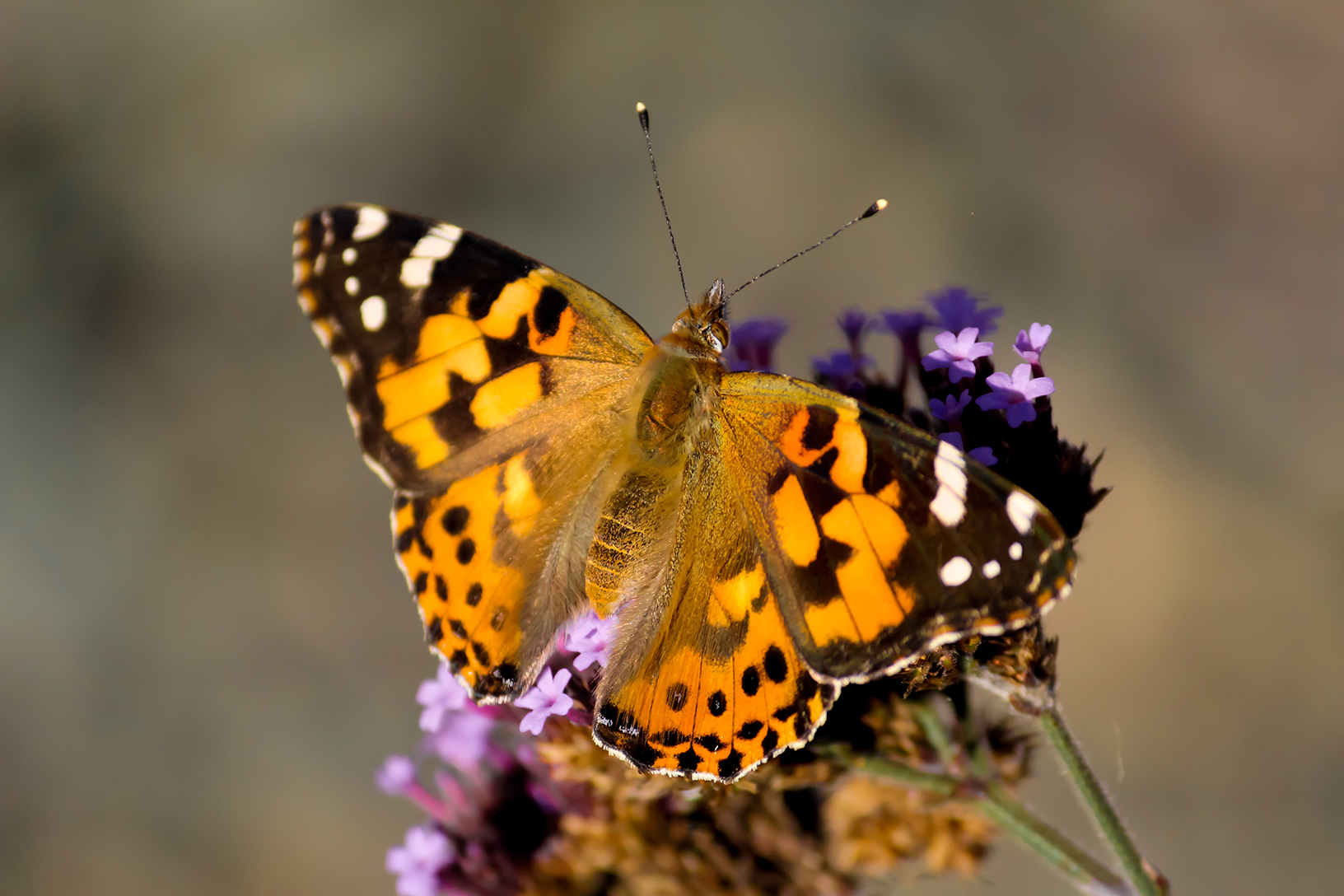 Scientists reveal how Painted Lady butterflies migrate across the Sahara  desert - CNET