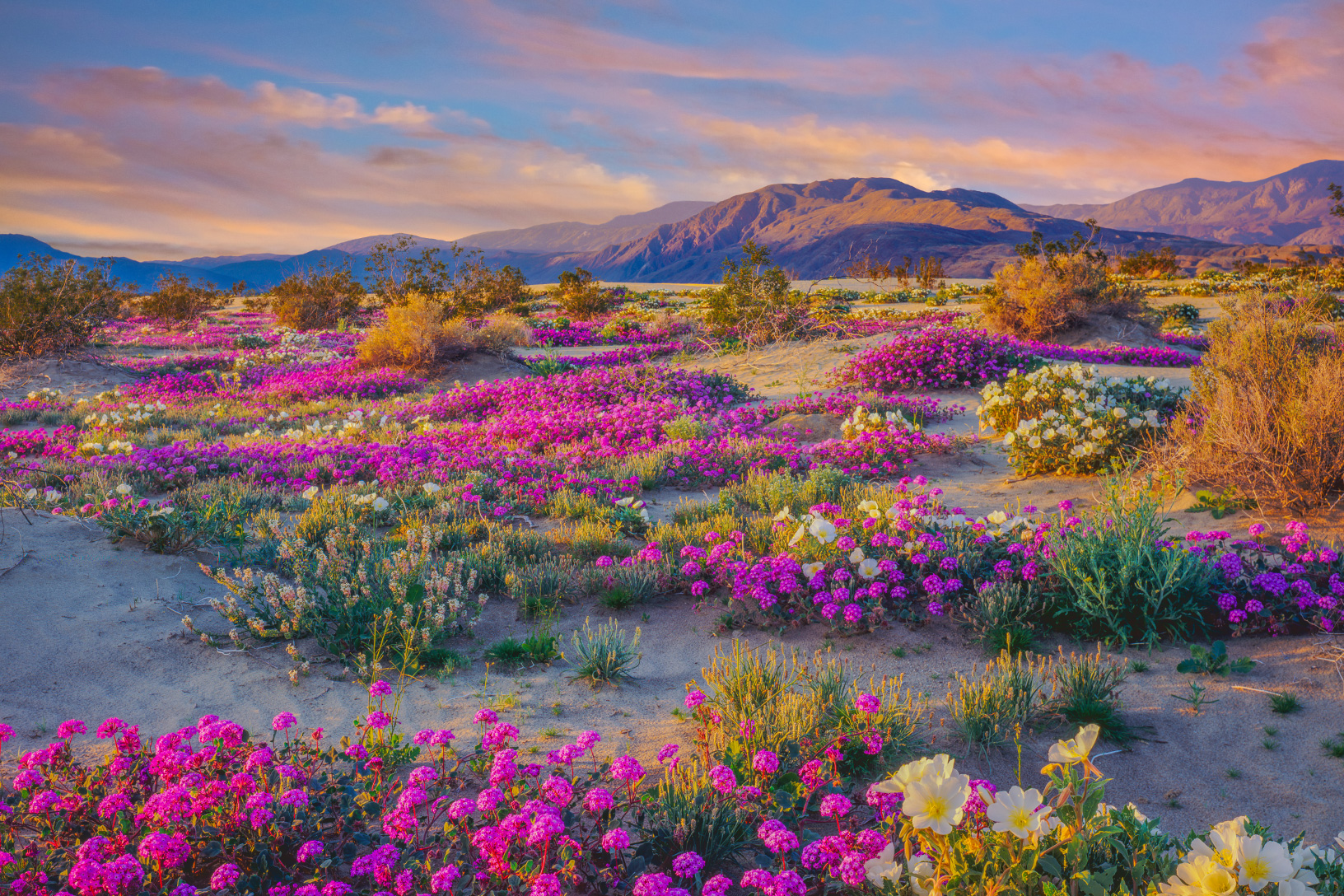 Where to See Desert Wildflowers Right Now Visit California Visit