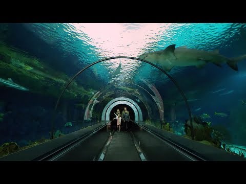 SeaWorld San Diego: 5 Amazing Things