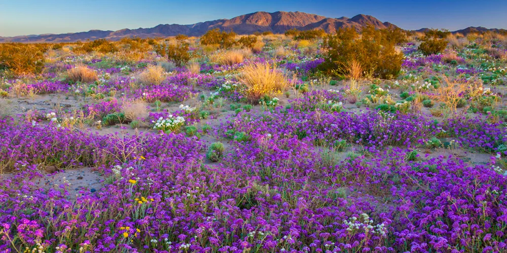 Where to See California Wildflowers This Spring