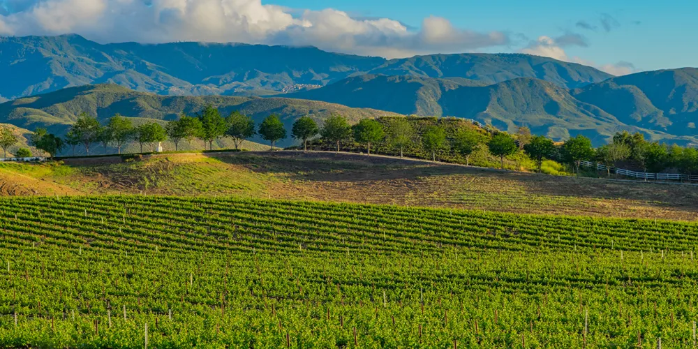 Région viticole de la vallée de Temecula