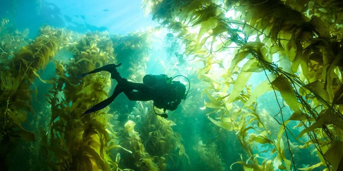 california dive trip