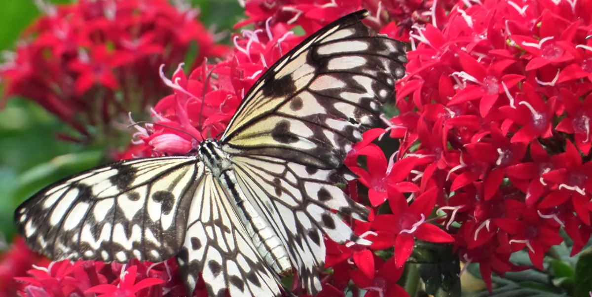 Monarch Butterfly  San Diego Zoo Animals & Plants