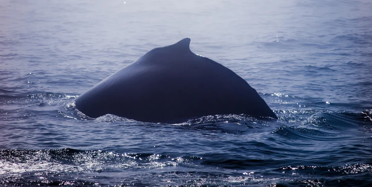 Tirelire baleine Le voyage d'Olga - Maison Continuum