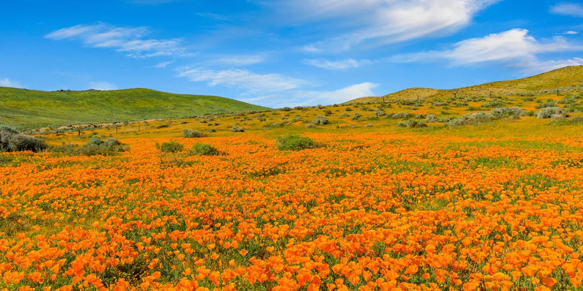 Antelope Valley Poppy Reserve: What to Know Before Visiting in 2023