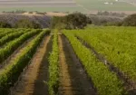 See Monterey – Carmel Valley Wineries