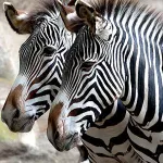 動物の検索 - サンディエゴ動物園