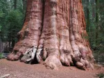 More on giant sequoias