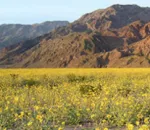 Las espectaculares flores silvestres de Death Valley