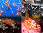 Touren und Erlebnisse im Monterey Bay Aquarium