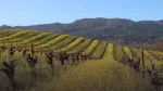 Experience Sonoma Valley