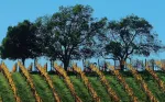 Wine country information