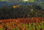 Anderson Valley Winegrowers Association