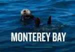 Visit Santa Cruz – Monterey Bay