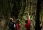 Visita Redwoods
