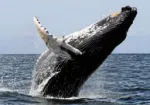 Santa Cruz Whale Watching Cruises