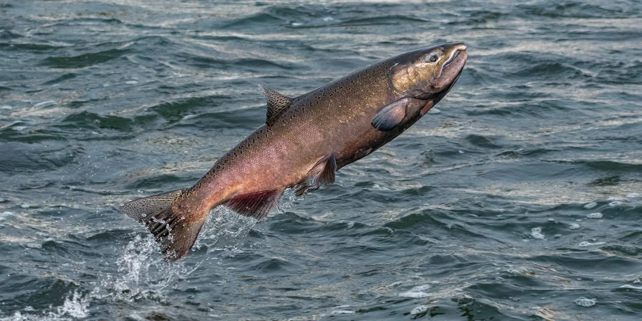 Stepping Up for California's Salmon