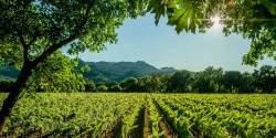 Wissenswertes über Weingutbesuche in Kalifornien