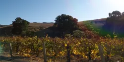 Santa Barbara: Santa Rita Hills Wine Trail