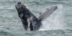 Avistaje de ballenas en el condado de Orange
