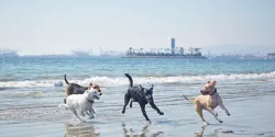 11 Great Dog Beaches