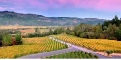 Napa Valley Wines & Wineries