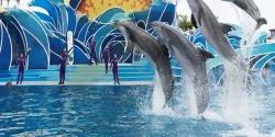 Know Before You Go: SeaWorld San Diego