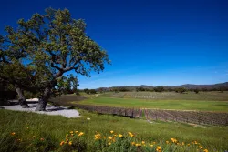 How to Plan a Perfect Wine Weekend in Paso Robles