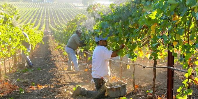 California Wine Month—harvest