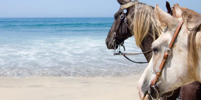 Horseback Riding Experiences in San Diego, California