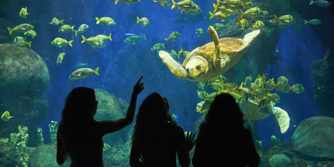 San Diego's Must See Attractions, SeaWorld