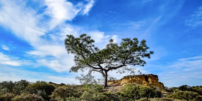 San Diego's Must See Attractions, Torrey Pines