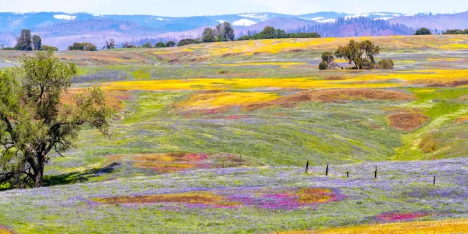 California Super Bloom, North Table Mountain Ecological Reserve