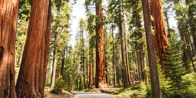 California Family Outdoor Adventures, Redwoods