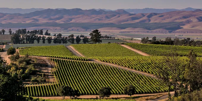 Rows of vineyards in the Santa Maria Valley