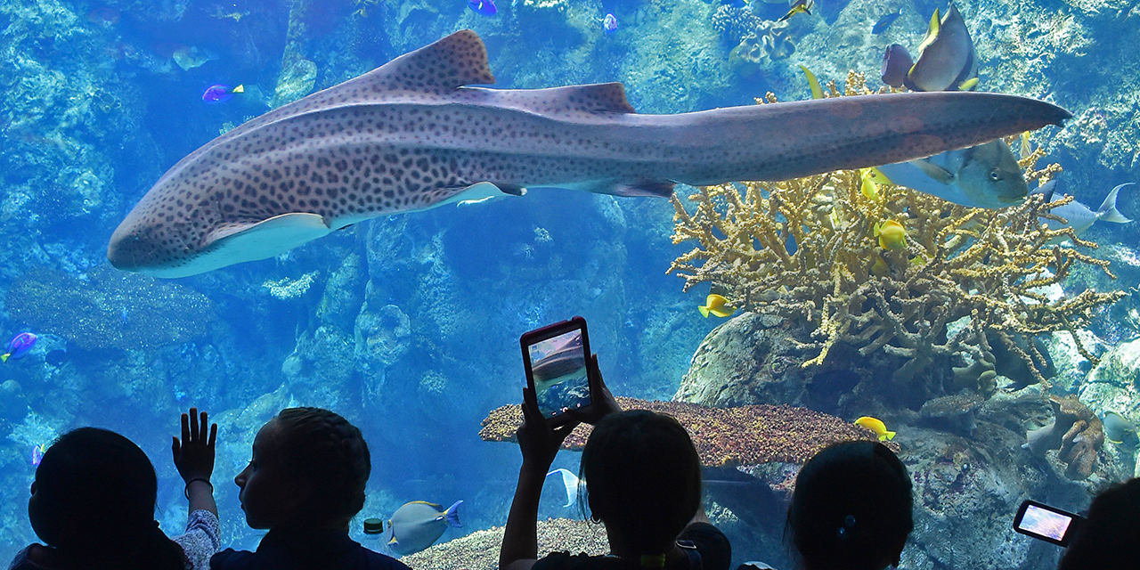 Visitez l'Aquarium du Pacifique, le plus grand aquarium du sud de la  Californie, installé à Long Beach.