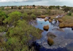 Madrona Marsh