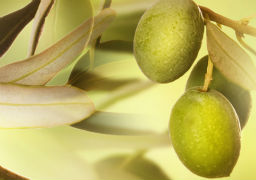 Pacific Sun Olive Oil