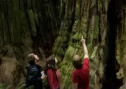 Visit Redwoods